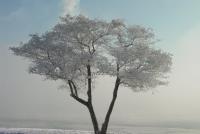 when you passed ... the trees slept
