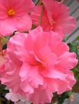 perfect petals