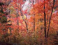 it was fall when you became ill