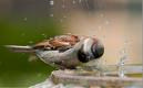 it always was a better watering hole than an obstacle to be avoided